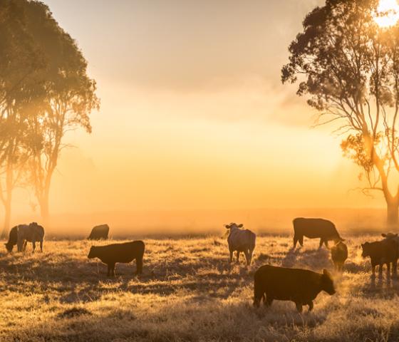 Agriculture, Animals, Science and the Environment