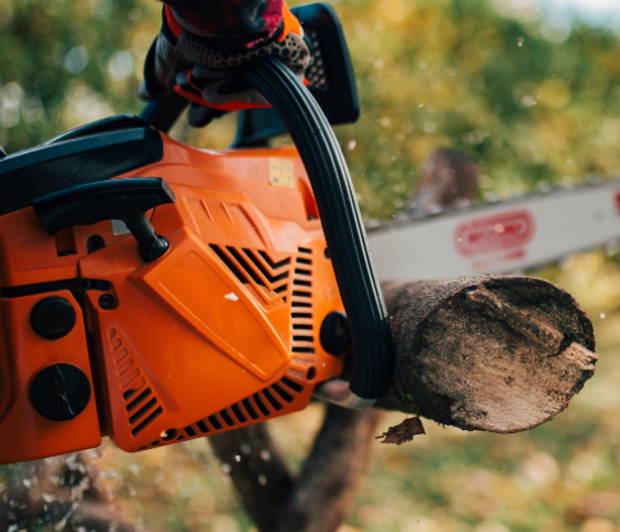 chainsaw, course, study, tafe