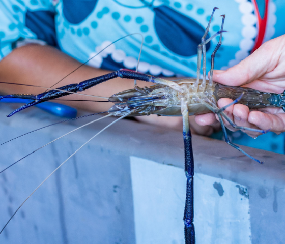 aquaculture, fish, study, tafe, learn