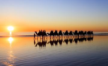 Camels on Cable beach